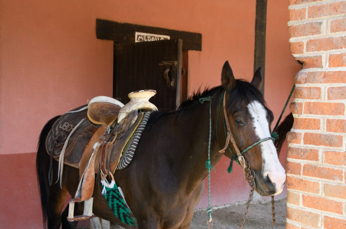 Caballos