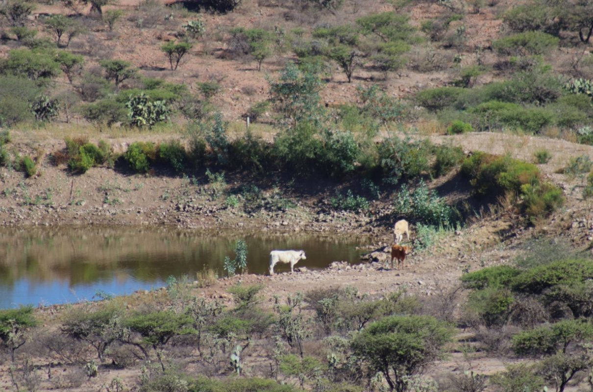 Cerro